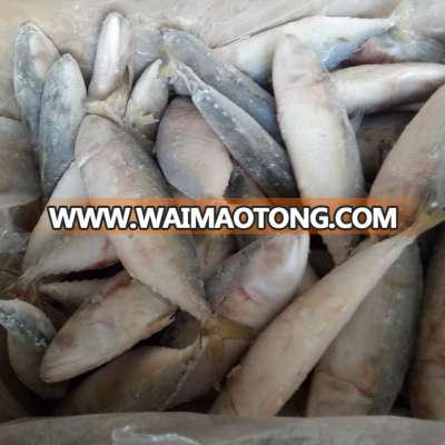 Grade AA frozen 4-6 pcs whole round Indian mackerel fish