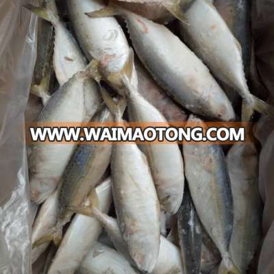 Good price hot sale 6-8 pcs IQF Indian mackrel seafood