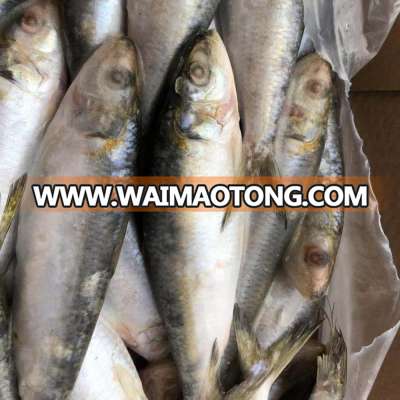 Cheap price 10-12 pcs frozen sardine sardinella for market on sale